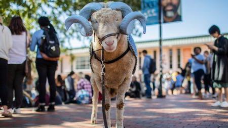 Rameses in blue horns in the Pit